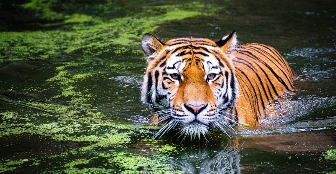 Ecotourism – it’s time to make a difference